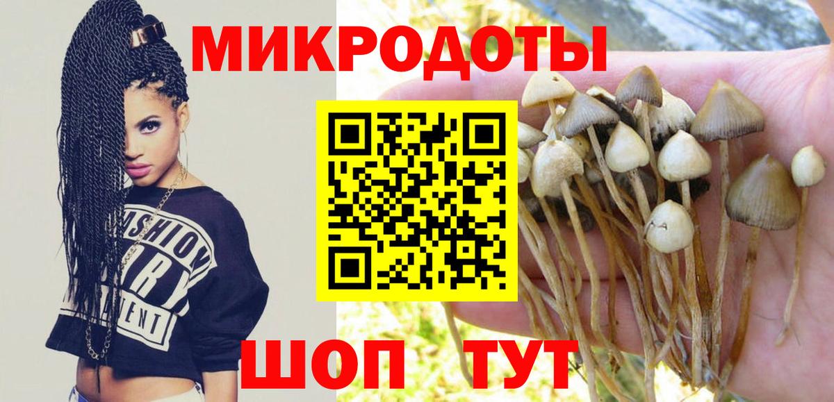 Качканар  Галлюциногенные грибы Psilocybine cubensis  Вход с VPN 